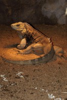 /album/fotogalerie-zoopark-zajezd-mala-rodinna-zoo-nedaleko-kladna/zoopark-zajezd33-jpg/